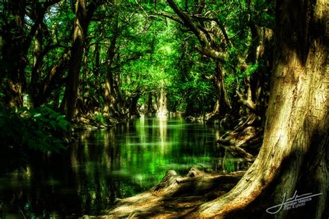 Deep Forest By Jmalpica On Deviantart