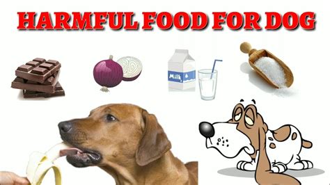 Maybe you would like to learn more about one of these? Harmful Food for Dogs ( At Mix ) - ( In Hindi ) Toxic Food ...
