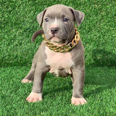 American Pitbull Terrier Puppies For Sale Breeding Centre