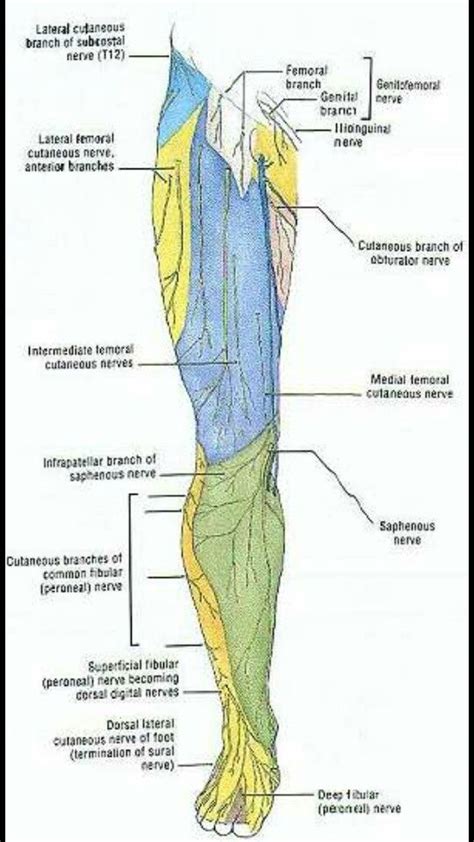Le Nerves Anterior Femoral Nerve Nerve Physical Therapy