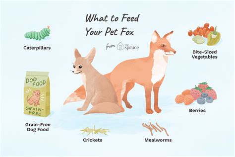 The Best Foods And Diet For Your Pet Fox