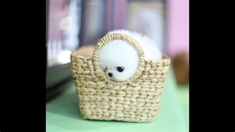 Fluffy White Teacup Pomeranian Puppy Cuteanimals