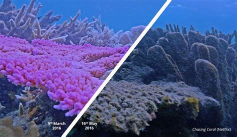 All is not well, however, with the reef facing a number of challenges. Marine heatwaves a bigger threat to coral reefs than ...