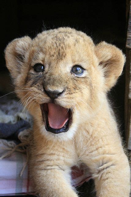 Cute Little Lion Is Roaring For Food Big Cats Pinterest