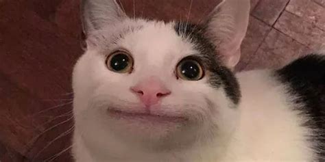 Search more hd transparent cat meme image on kindpng. The Polite Cat meme is funny—but is the cat's expression ...