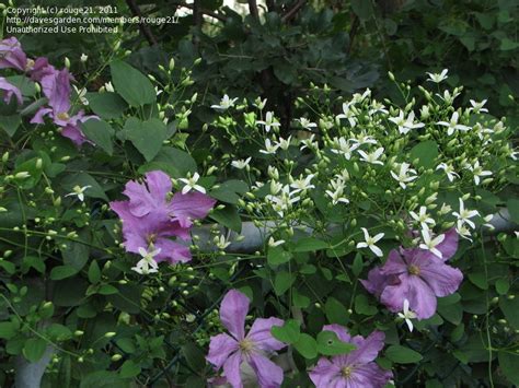 Clematis jackmanii bloom time goes from early summer and will rebloom throughout the fall until the first frost. Clematis: Is this the Invasive type of "Fall Clematis"?, 1 ...