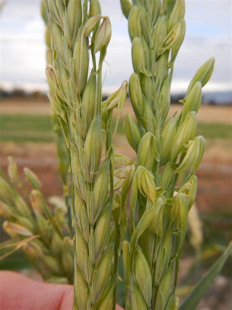 Newdale has been widely used as a malting variety since the late '90s. 2-Row Barley Plants: Growing 2-Row Malting Barley In The ...