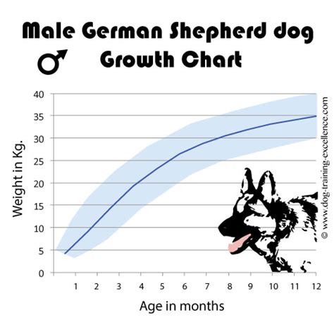 Amazing German Shepherd Facts