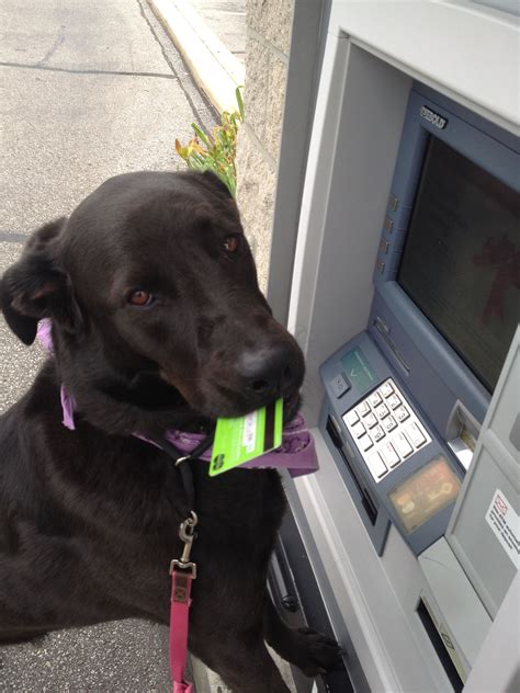 De**36 / 360 ‍605 91. Sparta using the Bank in the Box | Dog training, Darwin ...