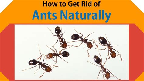 Let us know in the comments below or give. How to Get Rid of Ants Fast Naturally | Get Rid Ants with White Vinegar, Peppermint - YouTube