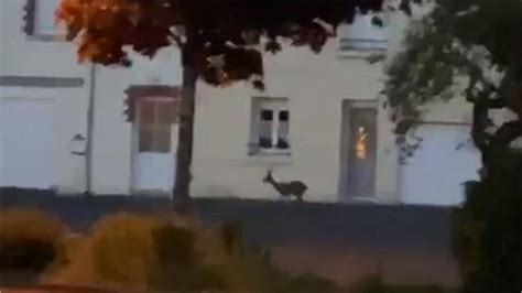 Video Animaux Sauvages En Ville Dans Le Maine Et Loire Peu De