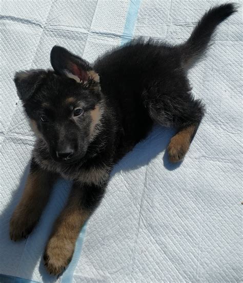 We have top quality german shepherd puppies out of titled importet parents. German Shepherd Puppies For Sale | Warren, MA #189068