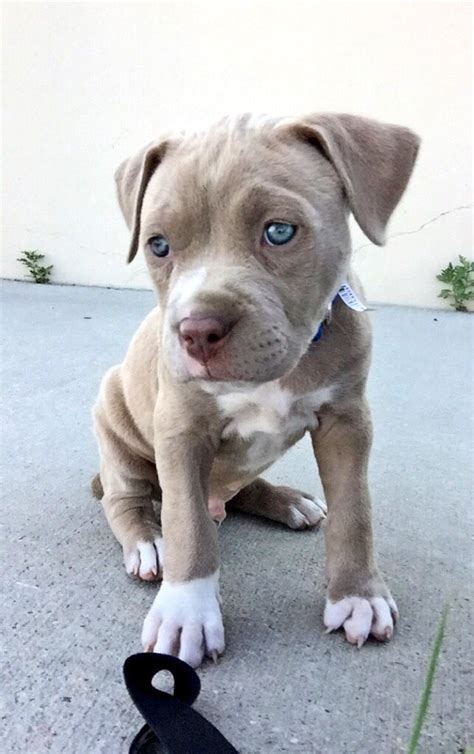 Handsomedogs Pitbull Puppies Baby Animals Cute Dogs And Puppies