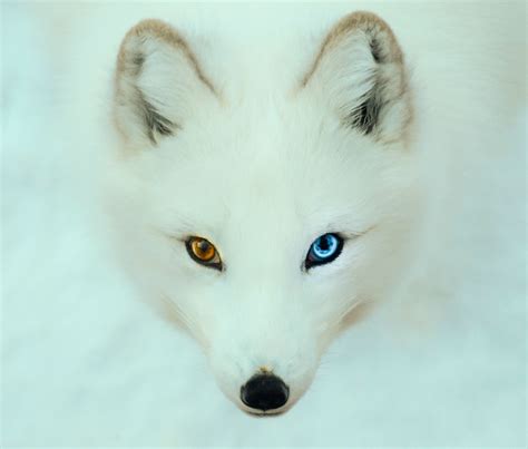 2 Colored Eyes Different Colored Eyes Reptiles Pet Mammals Fox Face