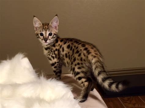 Bengal cats look feral, but are totally domestic. Savannah Cat Breeders - Savannah Cats, Bengal Cats For Sale