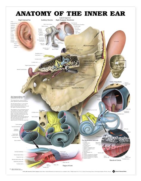 Anatomy Of The Inner Ear Poster 3b1 Female Survivalists Ear Anatomy