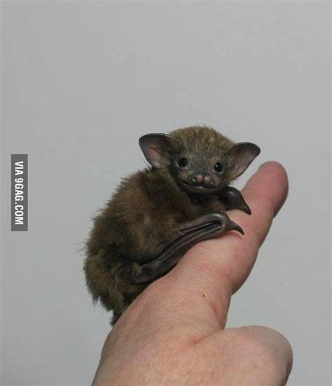 It usually lives in limestone caves along rivers. Bumblebee Bat - 9GAG