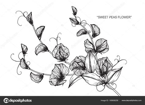 Sweet Pea Flower Drawing And Sketch With Black And White Line Art