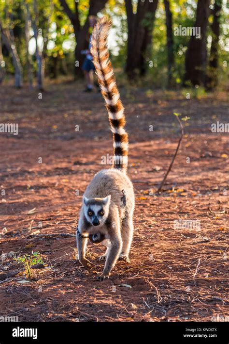 Ring Tailed Lemur Lemur Catta Mother And Baby At Berenty Private