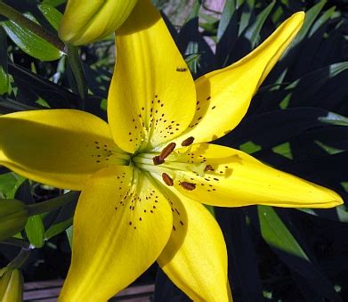 Plant in the fall or early spring in. flowers for flower lovers.: Yellow lily flowers pictures.