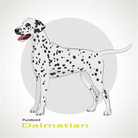Vector Set Dog Dalmatian Breed Sitting Stock Vector Illustration Of