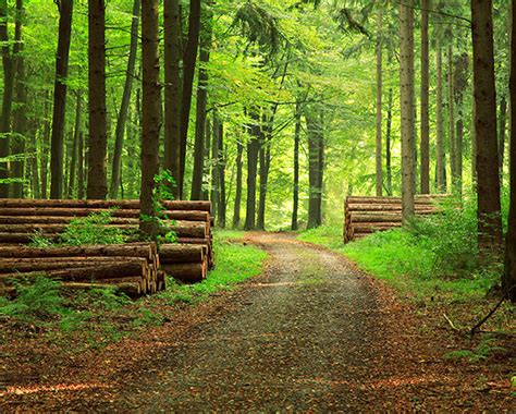 Forestry & Forest Products | SGS UK