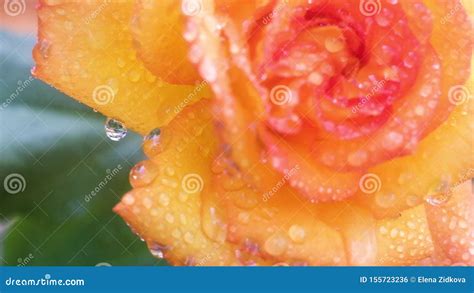 Transparent Water Drops On A Yellow Rose Flower After Watering Stock