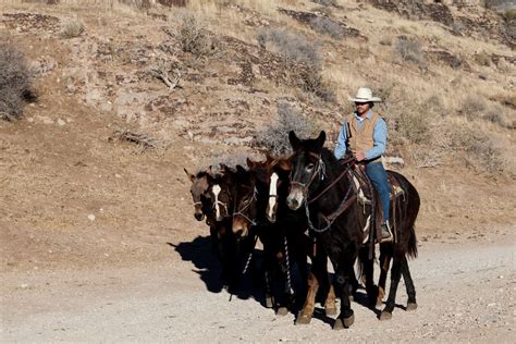 Cowboy Trail Rides Horseback Riding In Mojave Desert Near Flickr