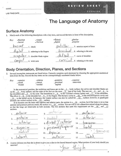 Anatomical Terms Worksheet Answers