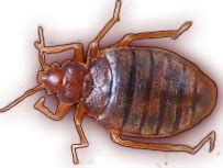 Cory in the house is a television show, which aired on the disney channel from january 12, 2007 to september 13, 2008 and was email this page play all in full screen show more related videos. Reliable Pest Control - Reliable Exterminators in Toronto
