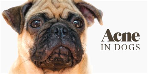 Everything You Need To Know About Acne In Dogs Canadavetexpress Pet