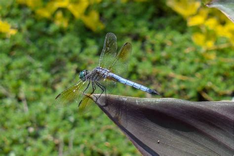 Would you like to change the currency to euros (€)? Giant dragonfly swarm spotted over PA - Splash Supply Company
