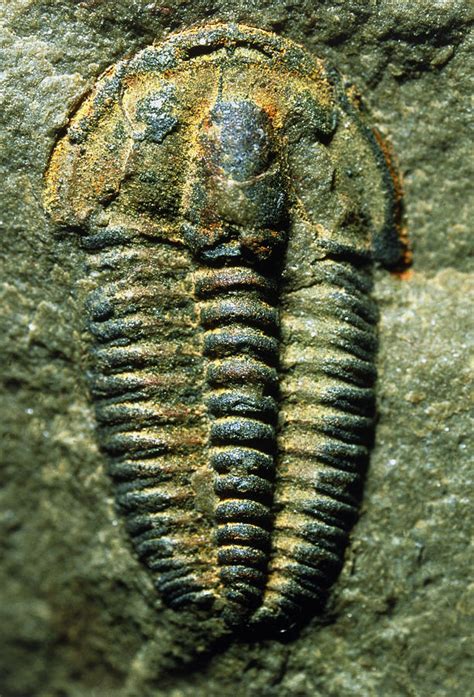 Trilobite Fossil Photograph By Sinclair Stammers Fine Art America