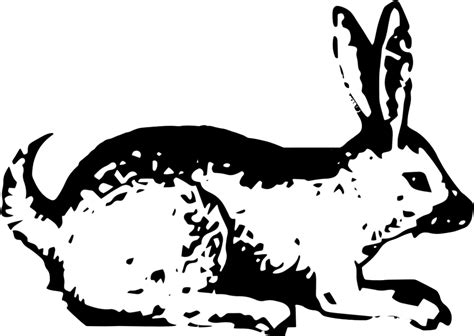 Clipart Rabbit Snowshoe Rabbit Clipart Rabbit Snowshoe Rabbit