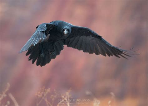 Raven In Flight By Sergey Ryzhkov Deviantart Com On Deviantart Raven Flying Raven