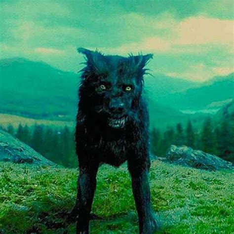 Sirius Black Harry Potter Sirius Black Dog Sirius Black Harry