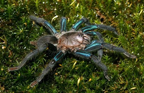 17 Astonishing Facts About Metallic Blue Tarantula