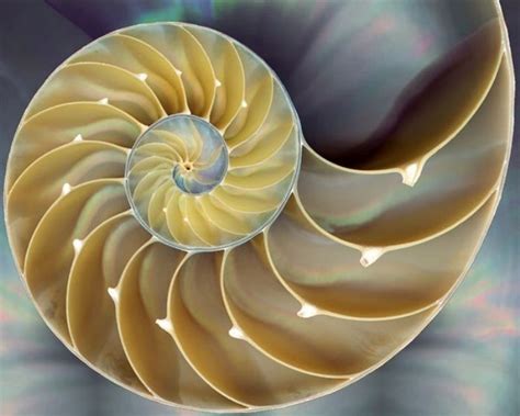 Fibonaccis Golden Spiral The Relationship Between Maths And Nature
