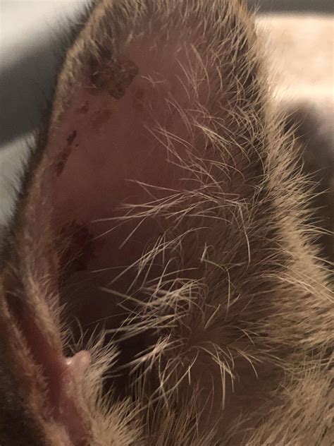 Scabby Bumps On Cats Ears Toxoplasmosis
