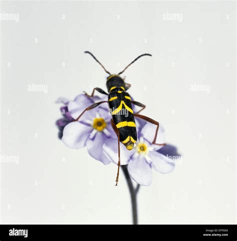 Clytus Arietus Wasp Beetle Stock Photo Alamy