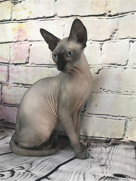 I began my cattery in 2007. Sphynx Cats For Sale | Jacksonville, FL #261684 | Petzlover