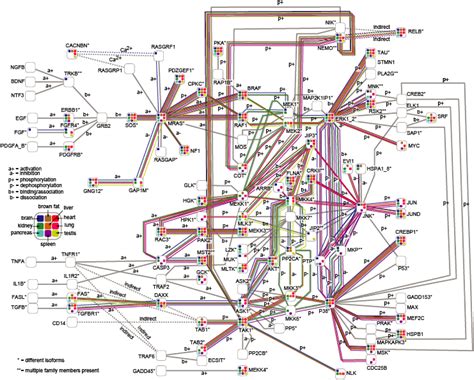 A Tissue-Specific Atlas of Mouse Protein Phosphorylation and Expression: Cell