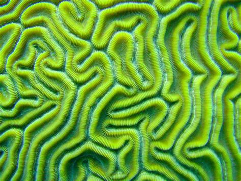 Brain Coral Macro A Photo On Flickriver