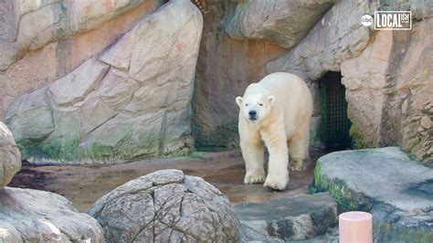 Nc Zoo Helps Polar Bear Conservation Abc7 Los Angeles