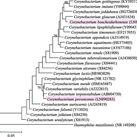 Corynebacterium Bacilli With Typical Chinese Letter Like Arrangement
