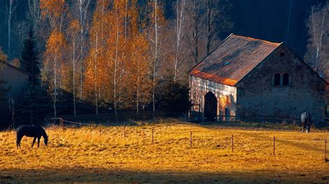 Horses Rustic Farm Barn Landscapes Buildings Autumn Fall Trees