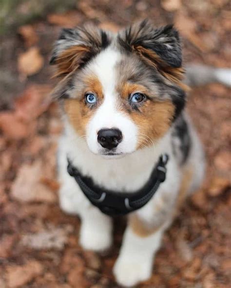 Australian Shepherd Golden Retriever German Shepherd Mix Stom