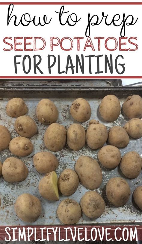 Prepare potatoes for planting in the spring of this method is in cases when there are the right conditions for germination planting material, and the time is also limited. Prepare seed potatoes for planting - Simplify Live Love ...