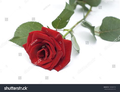 Red Rose Isolated On White Stock Photo 164068154 Shutterstock