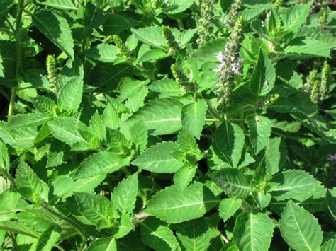 21 days of tulsi challenge. Materia Medica: Tulsi